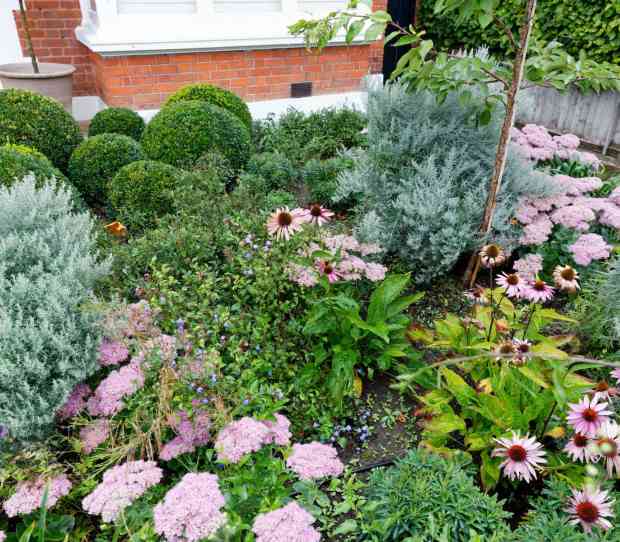 Putney Flowering Front Garden - thumbnail