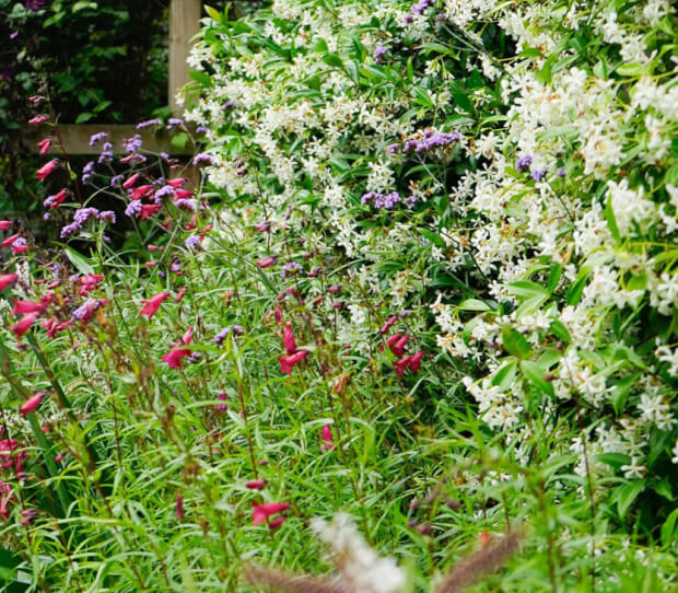 Putney Traditional Garden 2 - thumbnail