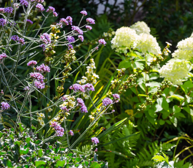 Hampstead Flowering Front Garden 10 - thumbnail
